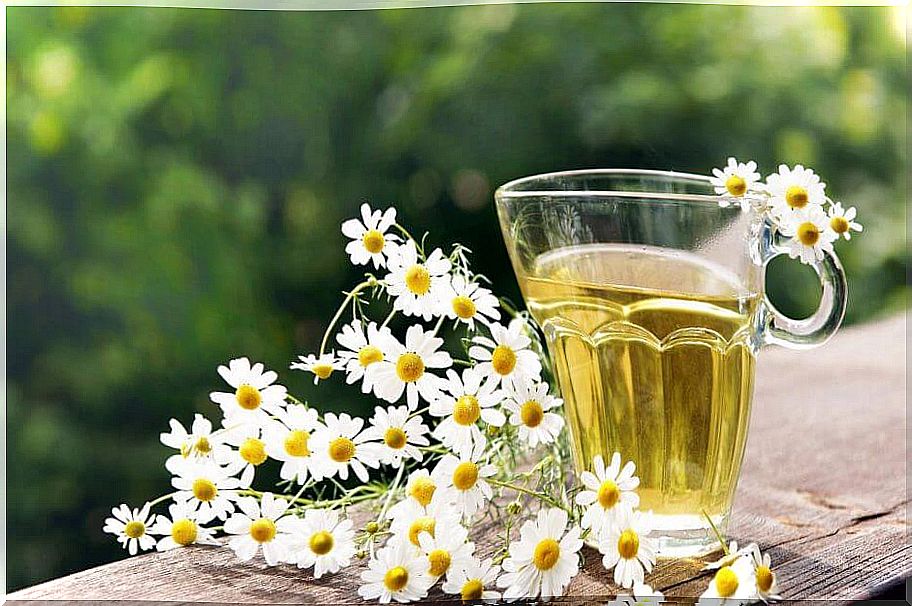 chamomile