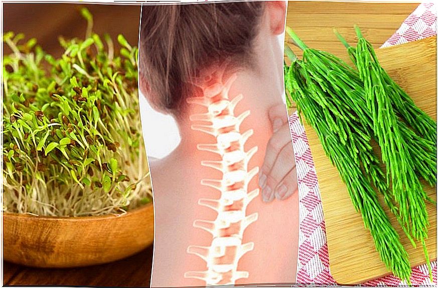 7 medicinal plants that help you take care of bone health