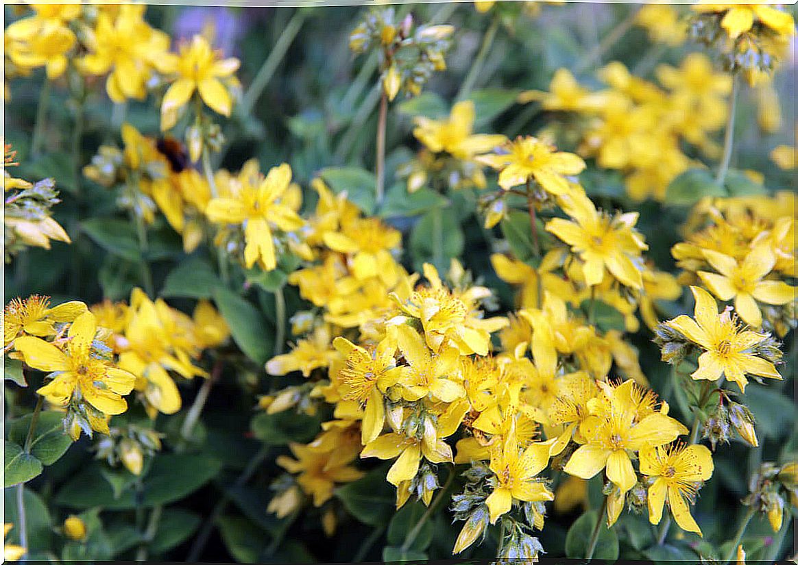 Agrimony plant.