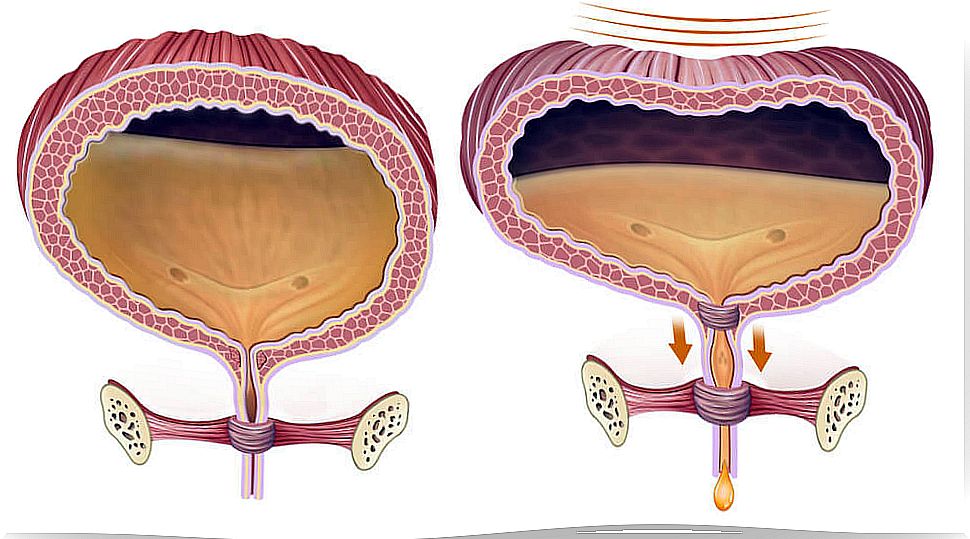 bladder sphincter urethra