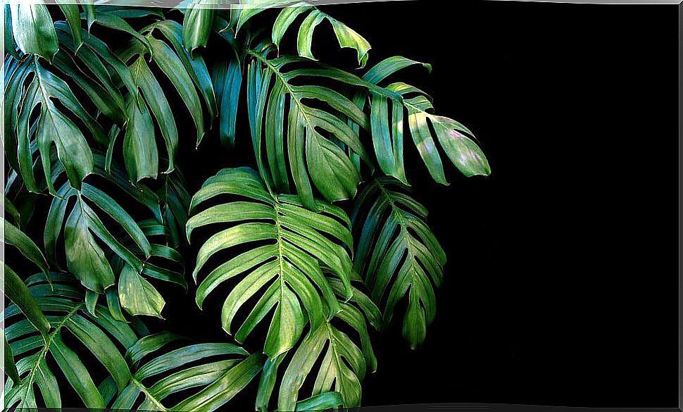 Tropical plants for the home.