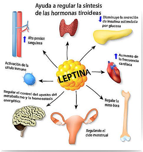 Other functions of leptin