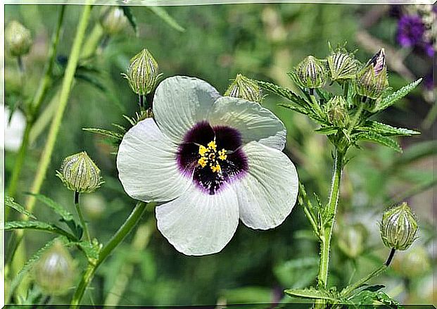 marshmallow root and flower