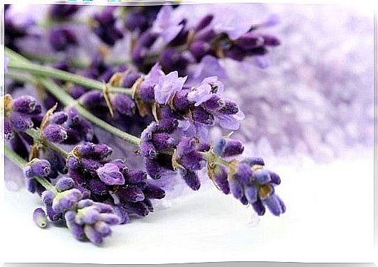 lavender relax