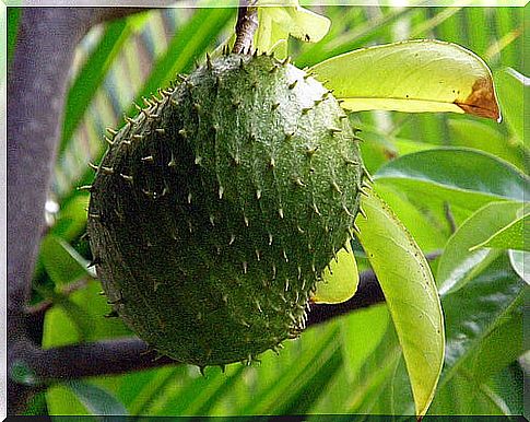 Soursop fruit on the tree.