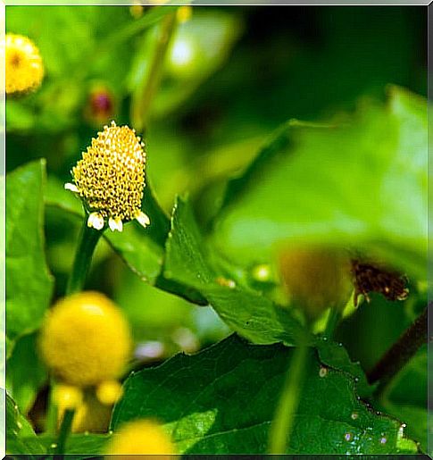 Herb of the teeth: ally against toothache