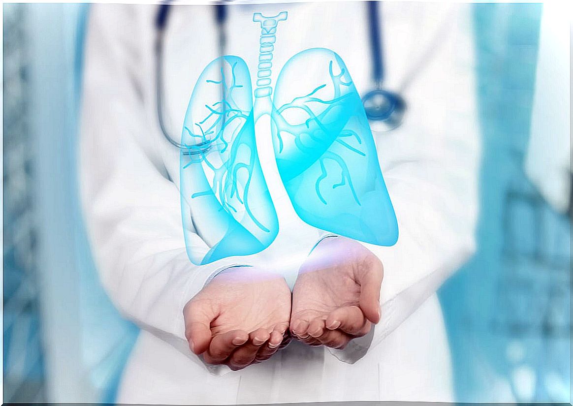 Lungs in the hands of a doctor.